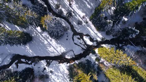 Aerial-birds-eye-shot-of-snowy-landscape-between-green-fir-trees-lighting-in-sun-and-flowing-creek