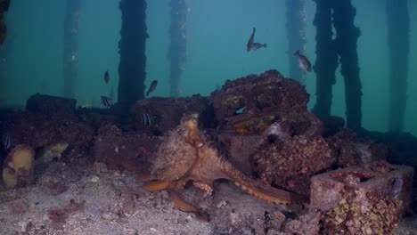 Maori-Octopus-Macroctopus-Antrieb,-Der-Unter-Wasser-Spritzt-Und-Auf-Seegrasbetten-Und-Unter-Pier-4k-60fps-Schwimmt