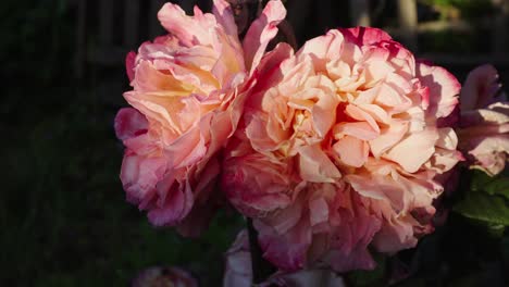 Hermosas-Flores-Rosas-Que-Florecen-En-Un-Jardín-En-Un-Día-Soleado