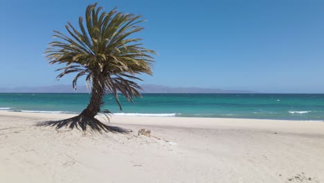 Palm-tree-on-beautiful-tropical-beach,-empty-seaside-paradise-beach,-La-Ventana-Mexico