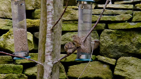 Small-birds-using-a-bird-feeder-eating-seeds-by-stone-wall
