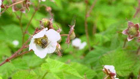 Western-Honeybee-finishes-gathering-pollen-from-thimbleberry,-flies-away