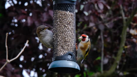 Small-birds-using-a-bird-feeder-eating-seeds