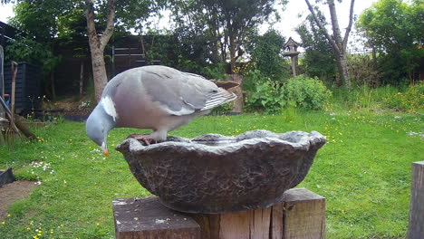 Pájaro-Bebiendo-En-Un-Baño-De-Pájaros-En-El-Jardín-Británico