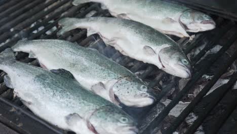 Four-fresh-trout-being-cooked-on-BBQ-grill-over-hot-coals-close-up