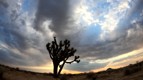 A-colorful-sunrise-behind-stormy-clouds-in-the-Mojave-Desert-with-a-Joshua-tree-in-the-foreground---time-lapse