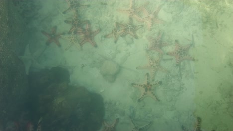 A-baby-shark-swimming-underwater-with-many-starfish-on-the-seabed