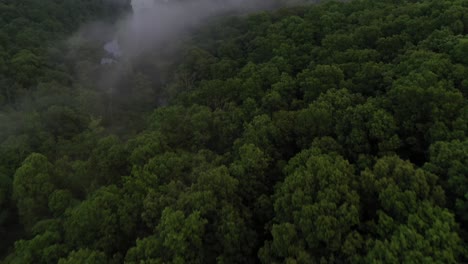 Dark-and-moody-forest-treetops-in-aerial-drone-view