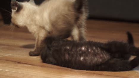 Two-kittens-playfully-wrestle-on-wood-floor,-4k