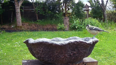 Pájaro-Bebiendo-De-Un-Baño-De-Pájaros-En-El-Jardín-Británico