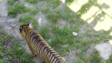 Tigre-De-Sumatra-En-Peligro-Crítico-De-Extinción-Camina-En-Un-Zoológico