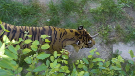 Sumatra-Tiger-Geht-Unter-Dem-Baum-Mit-Grünem-Laub-Im-Zoo
