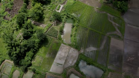 Aerial:-Chinese-farmland,-remote-agricultural-crops-in-countryside,-cloud-shadow