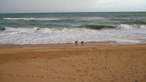 Two-dogs-playing-in-the-waves-at-Paradise-Beach,-Gippsland,-Victoria,-Australia,-December-2020