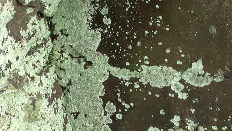 Patches-of-foliose-lichen-growing-on-rock-surfaces