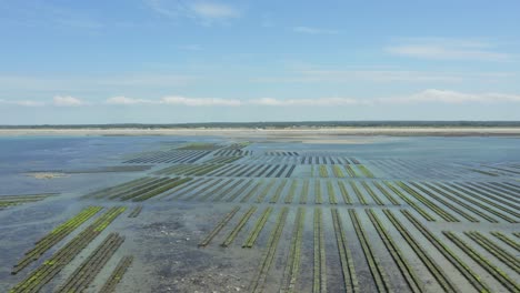 Oyster-Racks-In-An-Oyster-Farm-During-Low-Tide