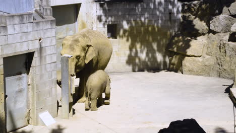 Kleiner-Elefant,-Der-An-Einem-Schönen-Sonnigen-Tag-Mit-Seiner-Mutter-Spielt---Statischer-Schuss