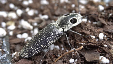 An-eyed-click-beetle--stands-on-dirt