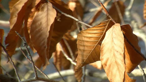 Dried-winter-beech-leaves-quiver-in-wind-with-shimmering-sunlight-on-them