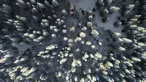 Descending-Aerial-bird-eye-view-of-snowy-pine-trees-in-forest-during-dense-snow-landscape-in-the-morning-with-sunlight