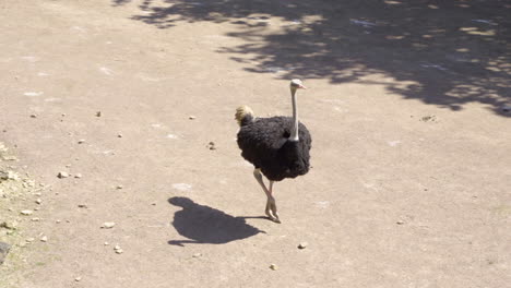 Avestruz-Común-Caminando-En-Un-Día-Soleado-De-Verano-En-El-Zoológico