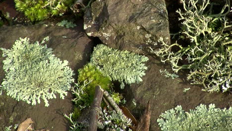 Foliose-and-fruticose-lichens-and-moss-grow-amid-rock-scree