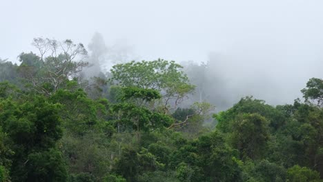 Wald-Mit-Grünen-Bäumen,-Während-Sich-Der-Nebel-An-Einem-Regnerischen-Und-Windigen-Tag-Im-Naturschutzgebiet-Phu-Khiao-In-Thailand-Nach-Links-Bewegt