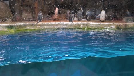 Eselspinguine-Schwimmen-An-Der-Tierattraktion-Des-Südpols-Im-Vergnügungs--Und-Tierthemenpark-Ocean-Park-In-Hongkong