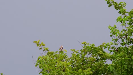 4K-Black-shouldered-Kite-Elanus-Axillaris-Perched-on-Tree-Branch-facing-to-the-right-Flapping-its-Wings-and-turns-around-while-Waiting-for-Prey