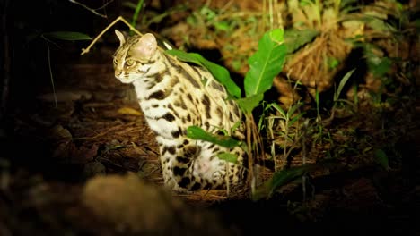 Leopard-Cat,-Prionailurus-bengalensis,-Thailand
