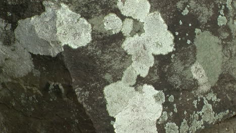 Crustose-lichen-grows-on-shale