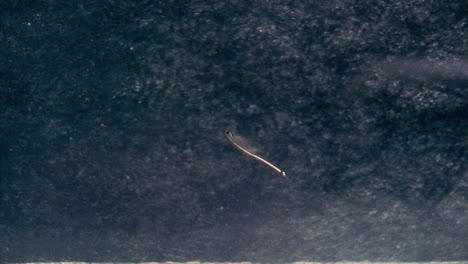 Ein-Seeaffe-Schwimmt-Im-Wasser
