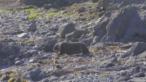 A-Fur-Seal-walking-along-a-rocky-beach-towards-a-large-rock