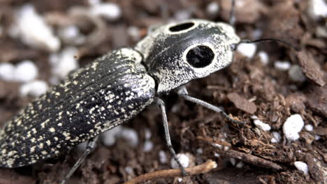 Macro-shot-of-an-eyed-click-beetle-standing-in-dirt