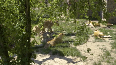 Ligers-Der-Hybride-Nachwuchs-Eines-Männlichen-Löwen-Und-Einer-Tigerin-Im-Zoo-Naturpark