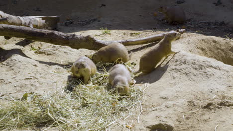 Mexican-Prairie-Dogs-Feeding-On-Hay-At-Zoo-On-Summer