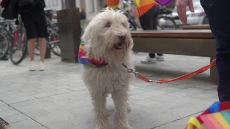 Cute-furry-dog-with-white-hair-looking-around-standing-in-an-urban-city-street-envronment-wearing-a-rainbow-lgbtq-scarf-with-another-flag-in-the-background,-turning-its-head