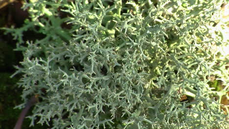 Close-up-of-reindeer-lichen-with-sunlight-shimmering-on-it