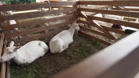 Goats-sitting-in-wooden-pen-waiting-to-be-judged-at-National-festival