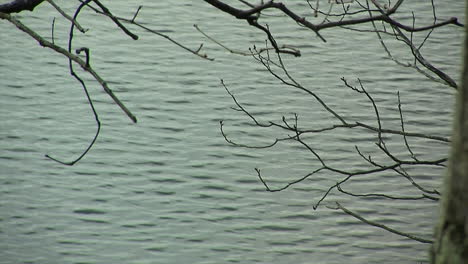 Rippling-waves-with-bare-tree-branches-in-foreground