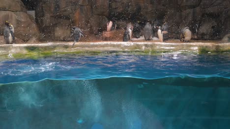 Pingüinos-Papúa-Nadan-En-La-Atracción-De-Animales-Del-Polo-Sur-En-El-Parque-Temático-De-Diversiones-Y-Animales-Ocean-Park-En-Hong-Kong