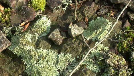 Foliose-lichen-and-moss-grow-amid-rock-scree