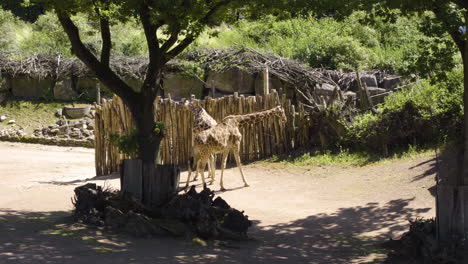 Giraffen-Im-Zoo,-Die-An-Einem-Sonnigen-Morgen-Herumlaufen-Und-Abhängen