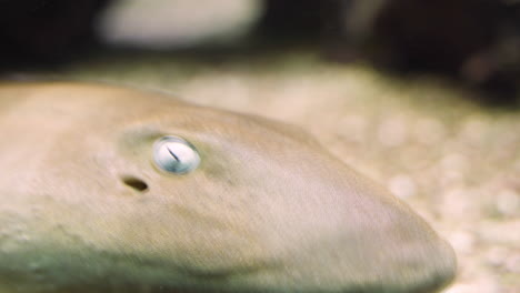 Grauer-Ammenhai,-Der-Unter-Wasser-Schwimmt