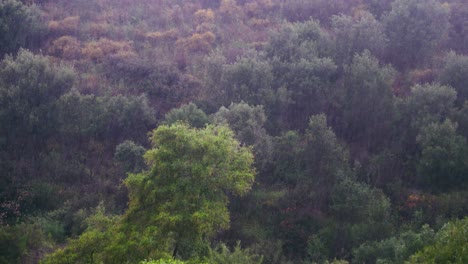 árboles-Del-Bosque-En-Un-Día-Lluvioso