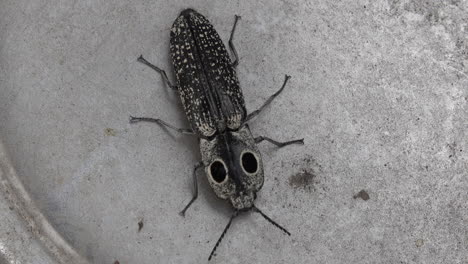 An-eyed-click-beetle-examines-the-interior-of-a-metal-bowl-with-his-antennae-and-mandibles