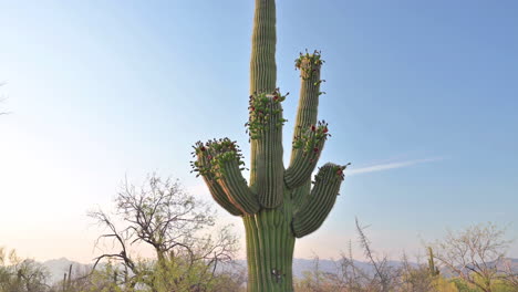 Cactus-Saguaro-Gigante-En-El-Parque-De-Arizona,-Inclinado-Hacia-Abajo