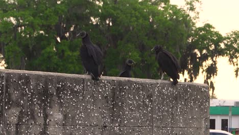 Black-vultures-resting-before-flight