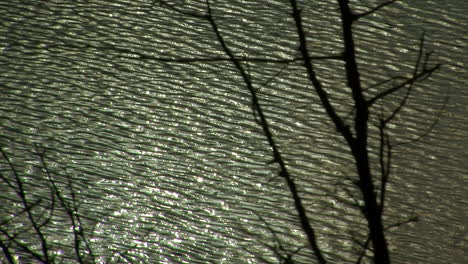 Sun-glare-highlights-surface-waves-on-lake-with-bare-trees-in-foreground