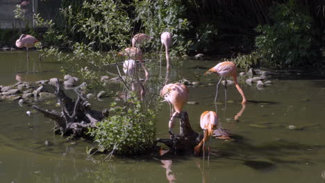Rosa-Flamingos-Strömen-An-Sonnigen-Tagen-Auf-Dem-See-Zusammen